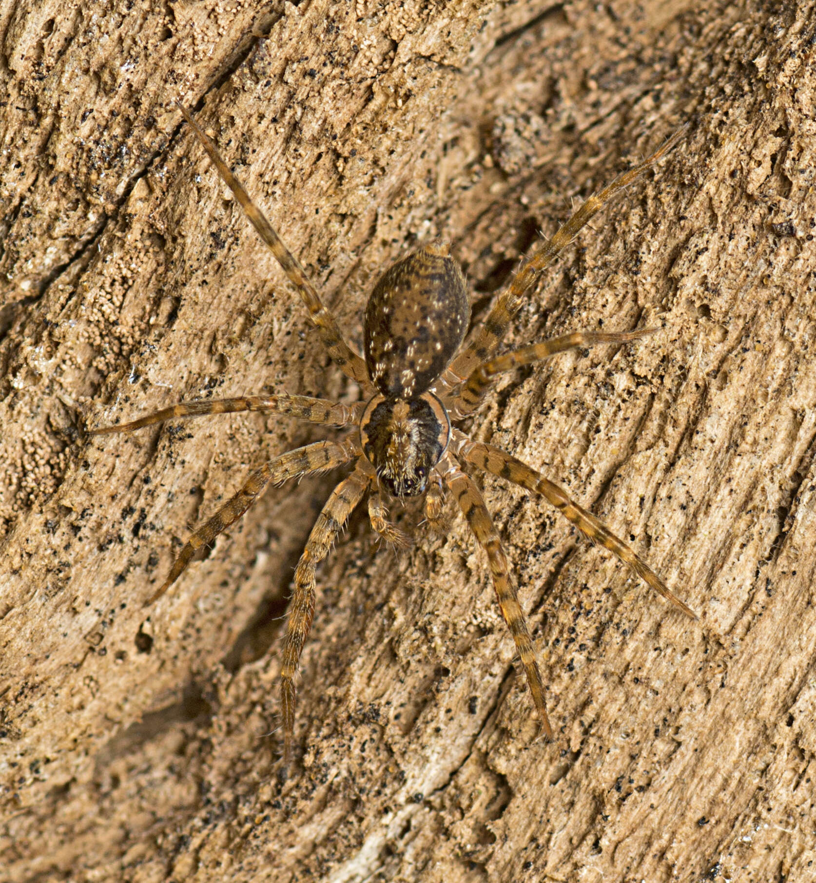 Image of Toxopsoides erici Smith 2013