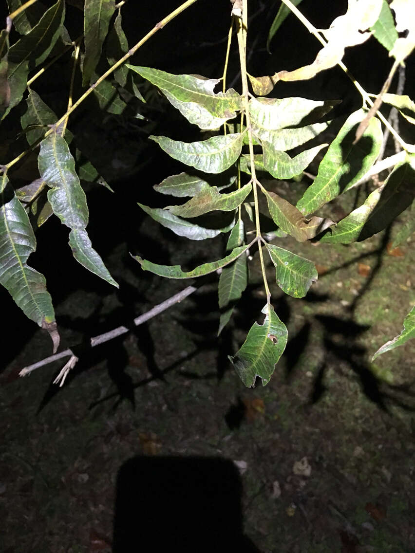 Image of water hickory