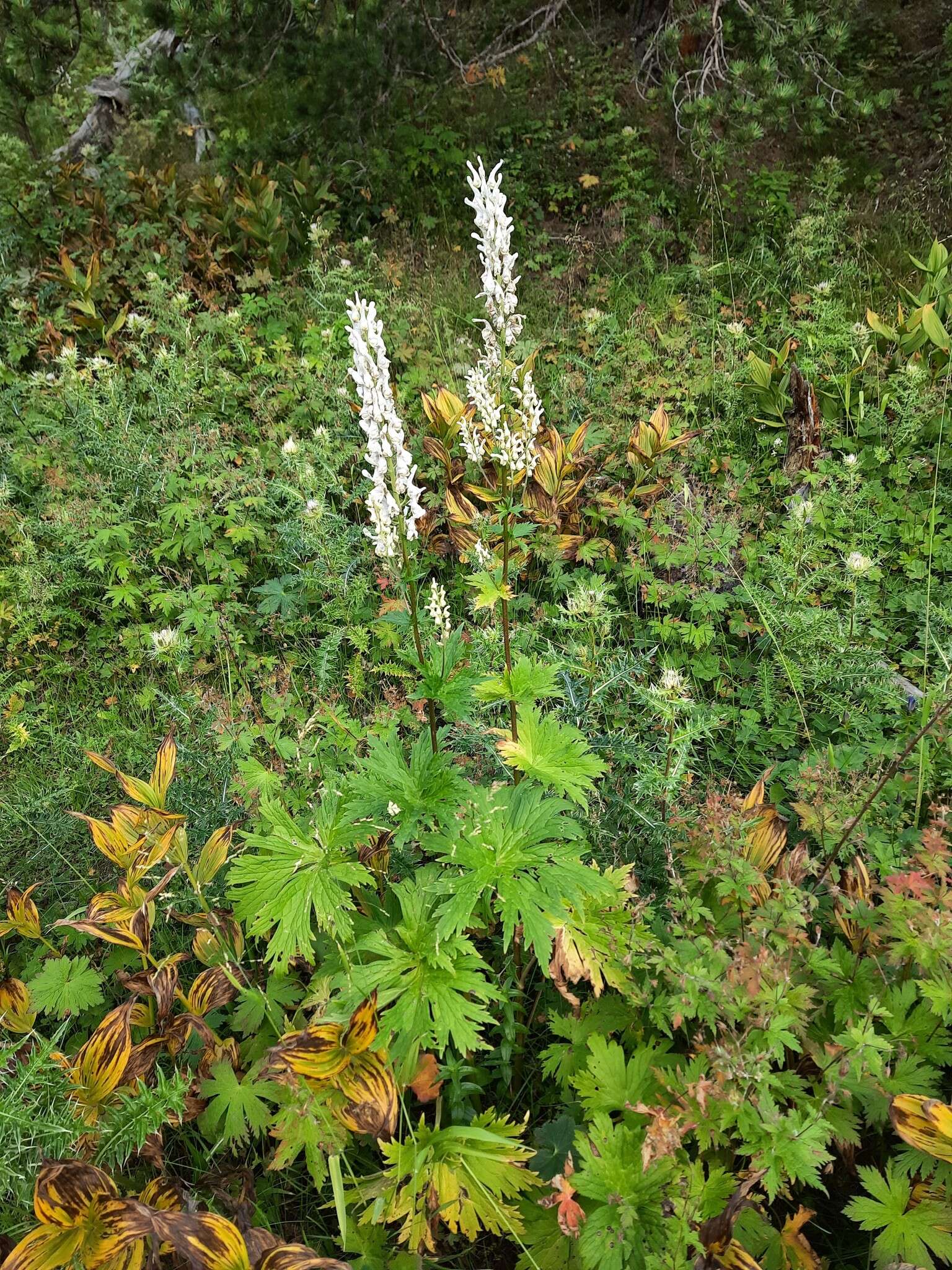 Aconitum orientale Mill.的圖片