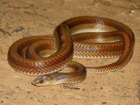 Image of Banded Pampas Snake