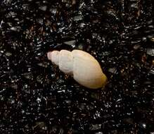 Image of Odostomia turricula Dall & Bartsch ex Arnold 1903