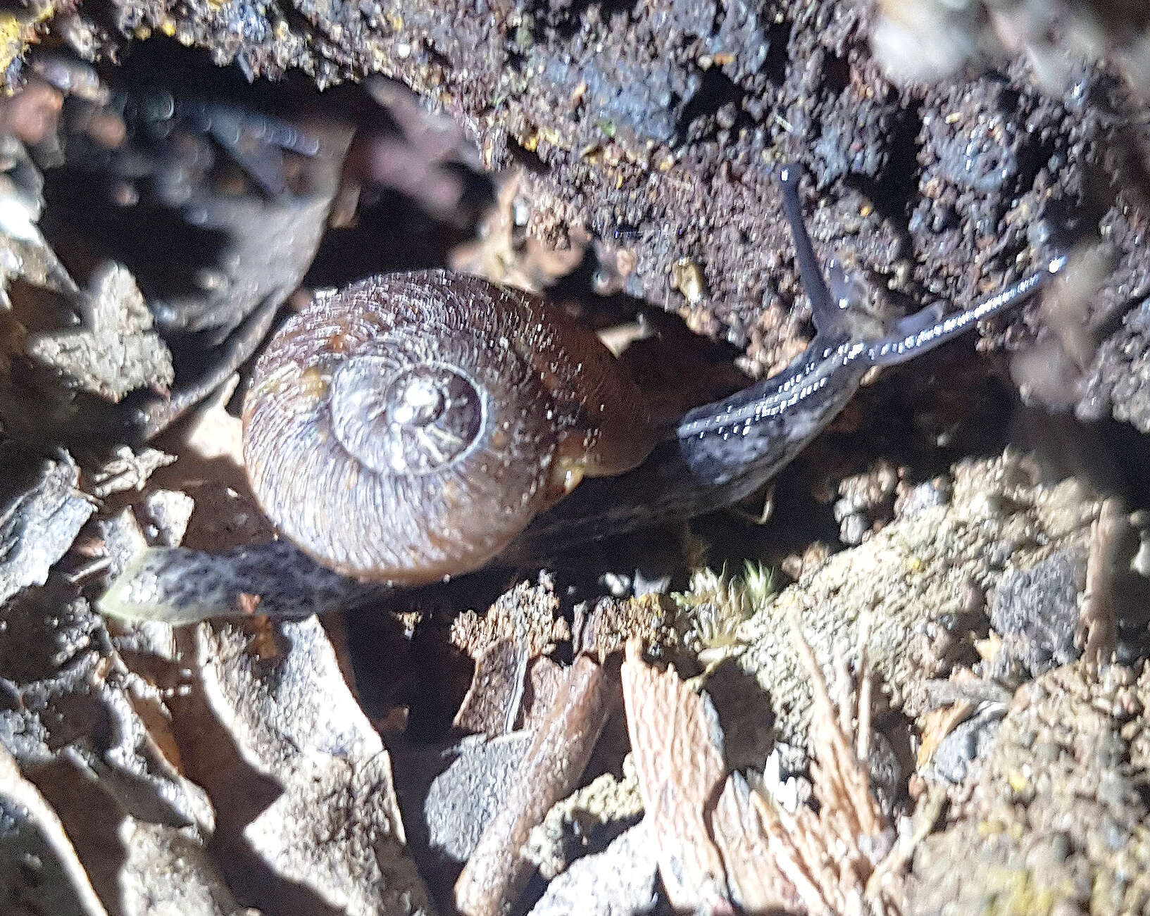 Image of Tasmaphena lamproides (Cox 1868)