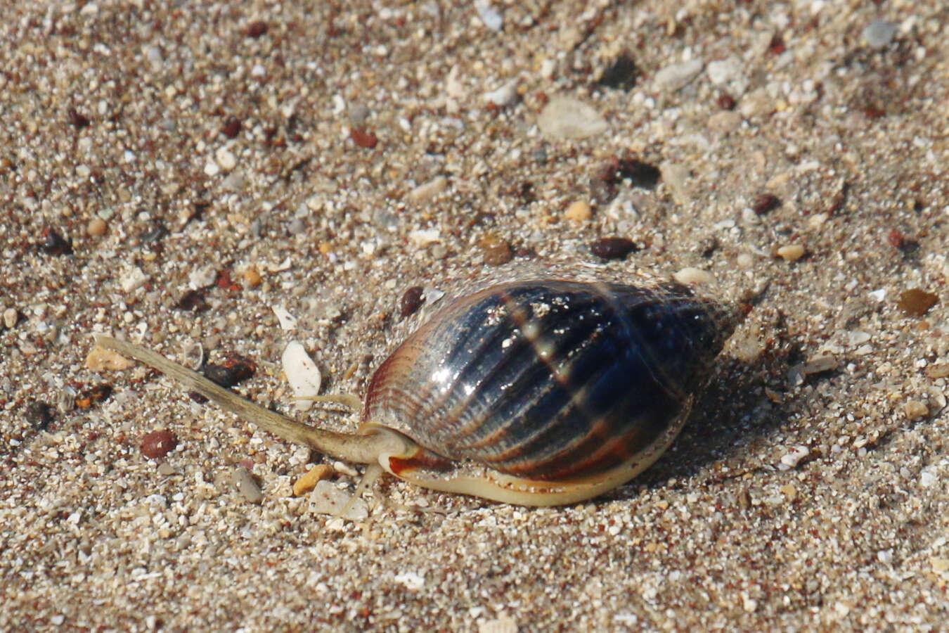 Image of Nassarius pullus (Linnaeus 1758)