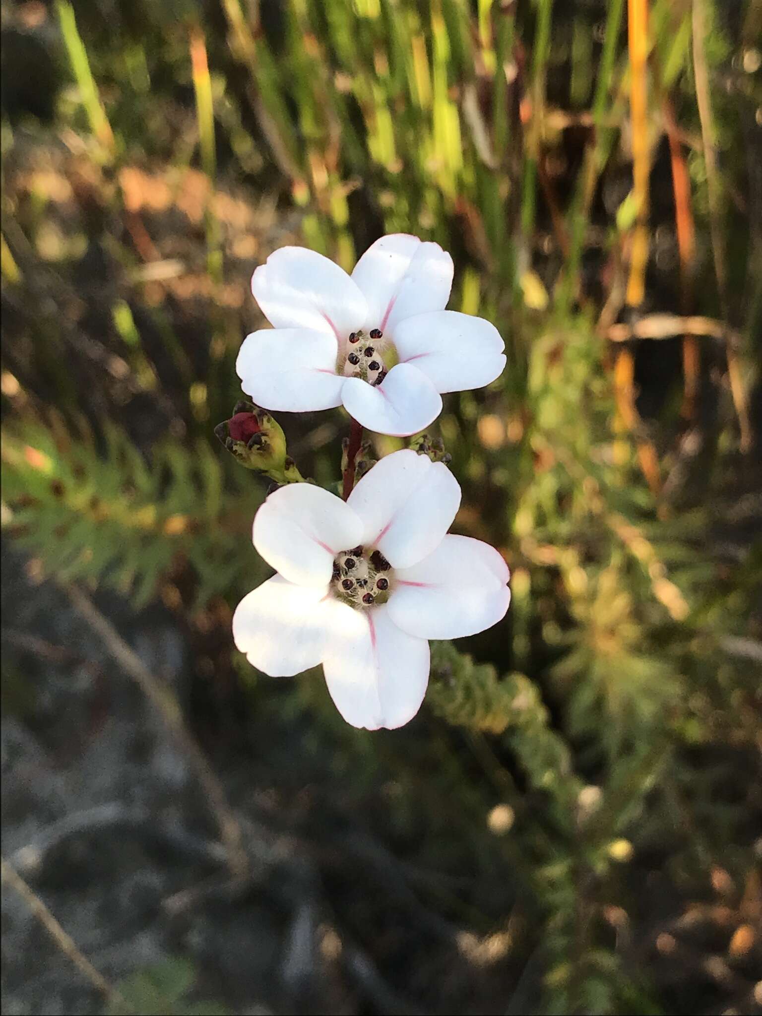 Image of Adenandra brachyphylla Schltdl.