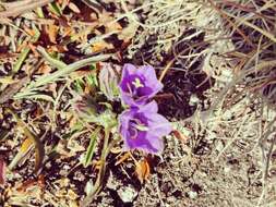 Image of Campanula orbelica Pancic