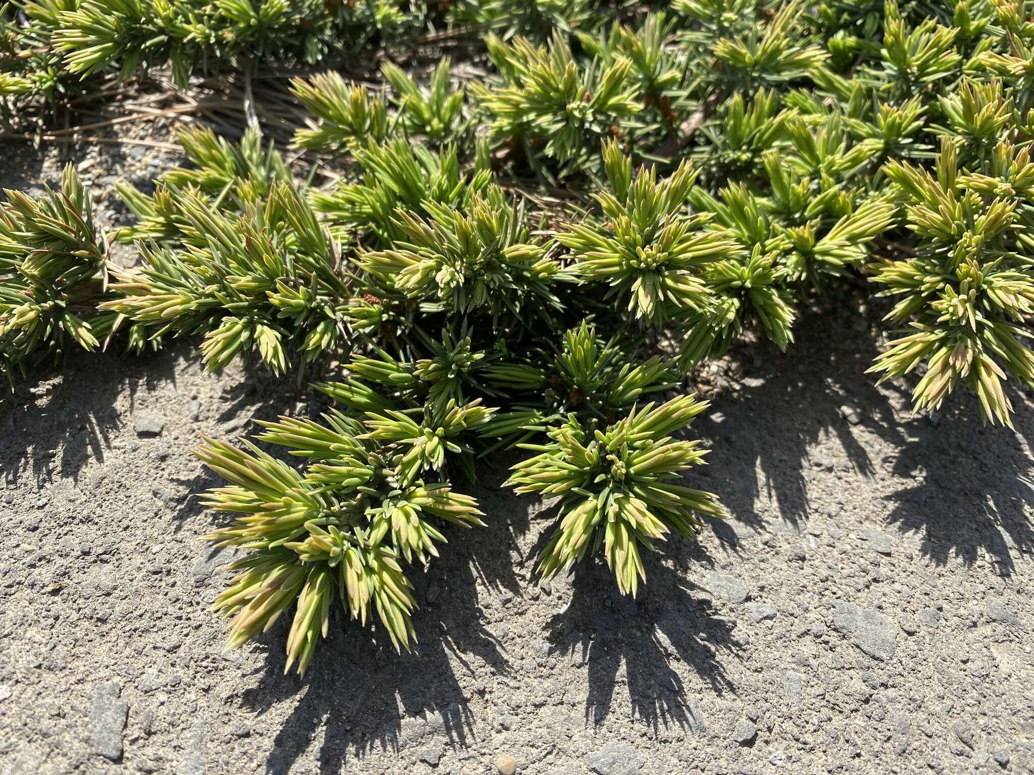 Image of shore juniper