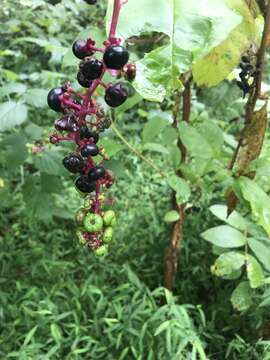 Image of Phytolacca americana var. americana