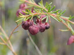 Image of sweet boronia