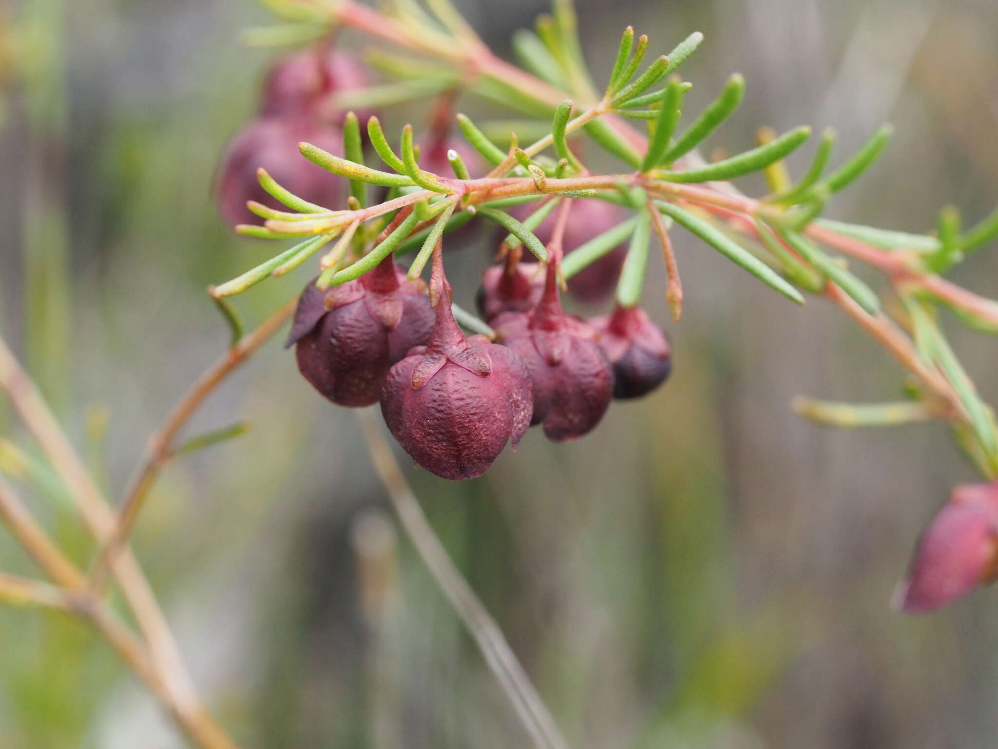 Image of sweet boronia