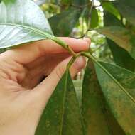 Image of Litsea accedens (Bl.) Boerl.