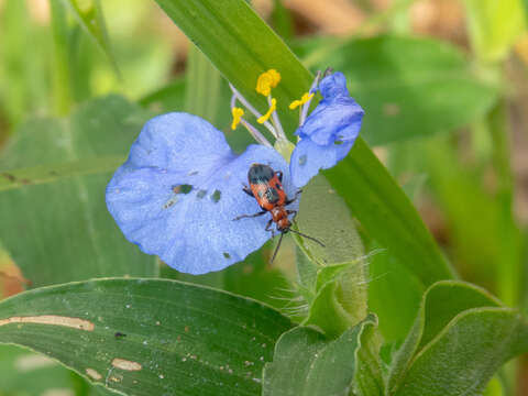 Plancia ëd Neolema dorsalis (Olivier 1791)