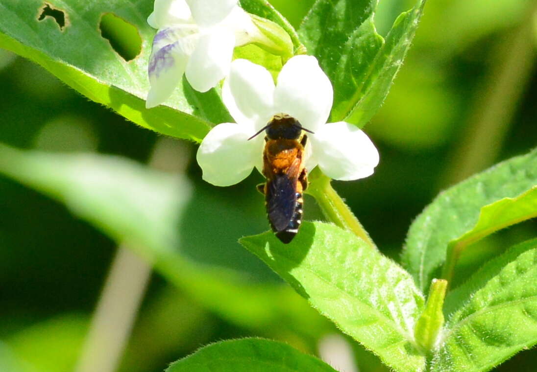 Image of Bee