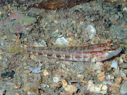 صورة Gobius gasteveni Miller 1974