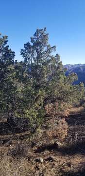 Image of Paiute cypress