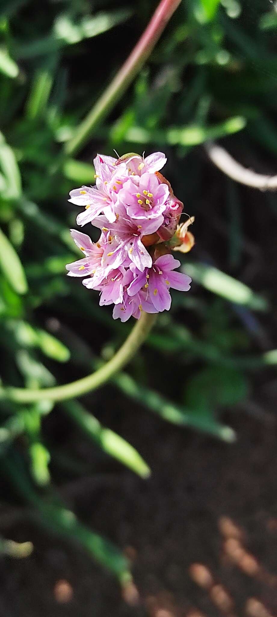 Image of Armeria maritima subsp. andina (Poeppig ex Boiss.) D. M. Moore & Yates