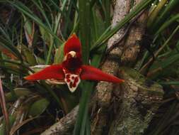 Image of Coconut orchid