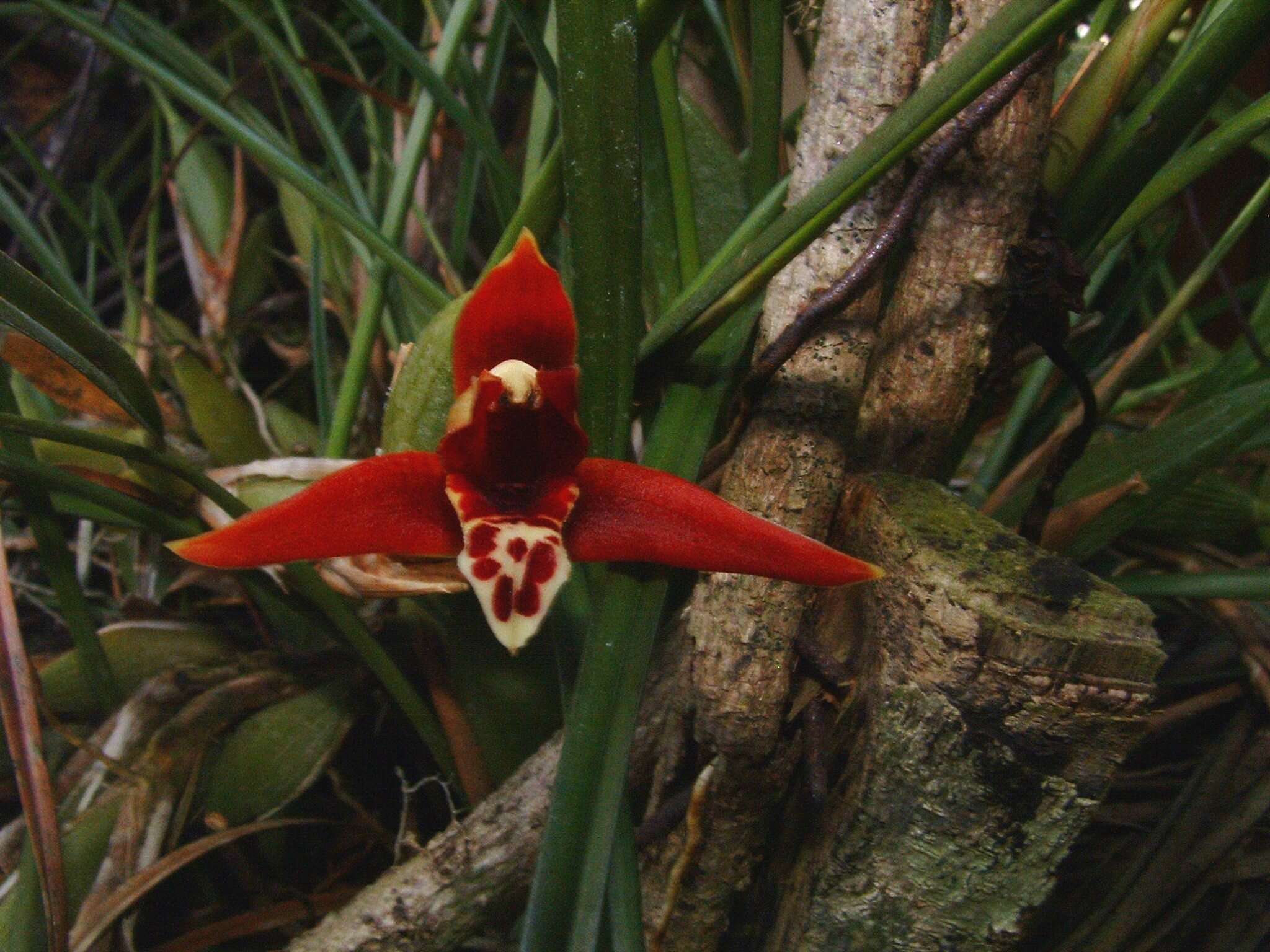 Image of Coconut orchid