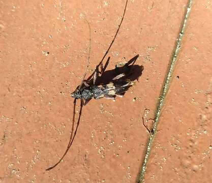 Phoracantha semipunctata (Fabricius 1775) resmi