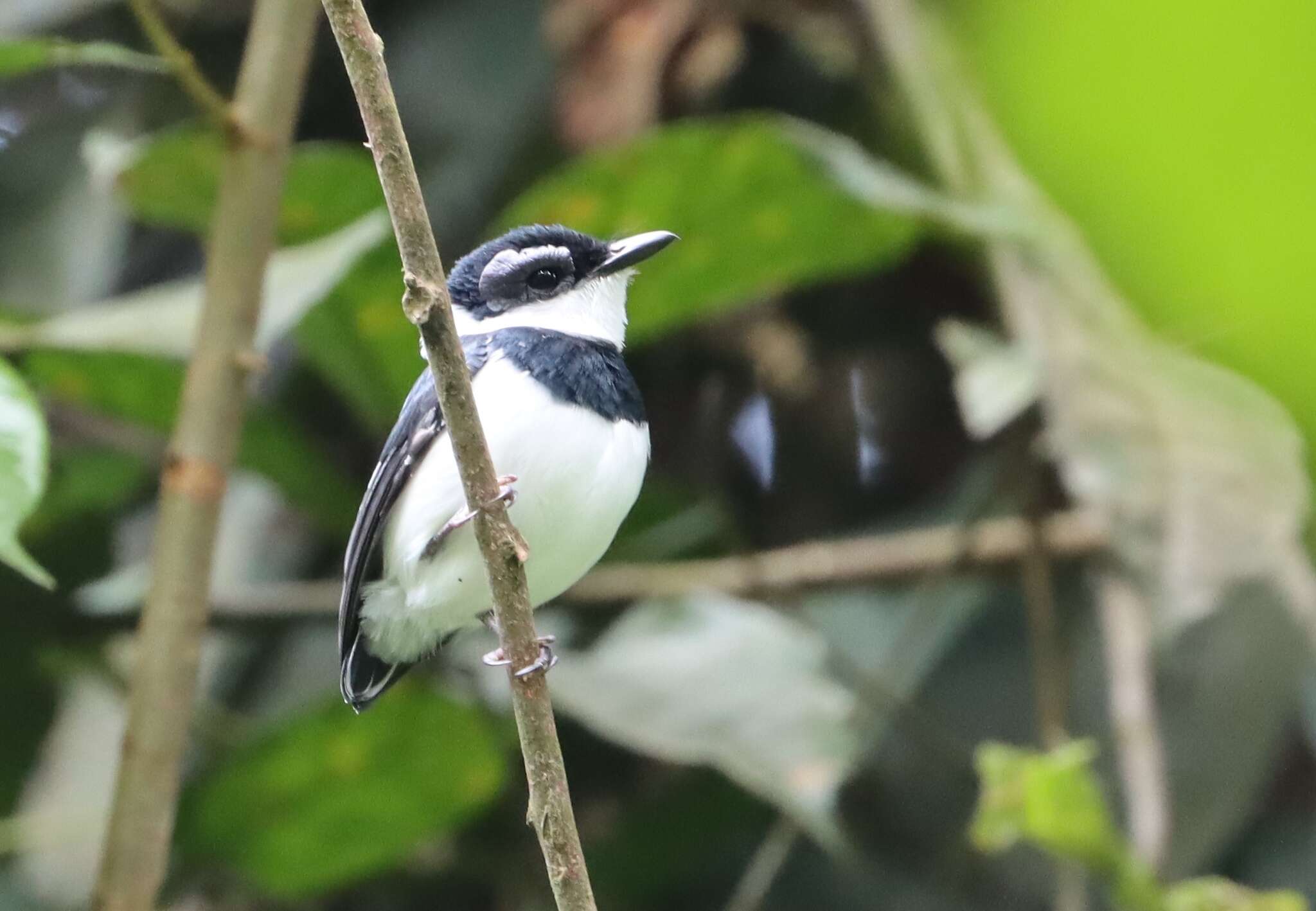 Image of West African Wattle-eye