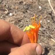 Image of Stenomesson flavum (Ruiz & Pav.) Herb.