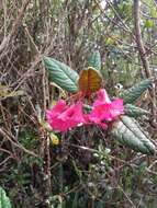 صورة Rhododendron rugosum Low ex Hook. fil.