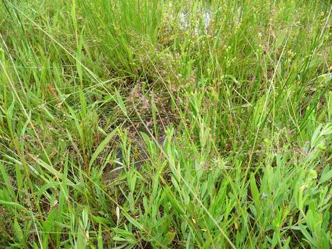 Image of Lindheimer panicgrass