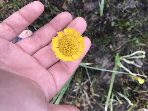 Image of Savannah Sneezeweed