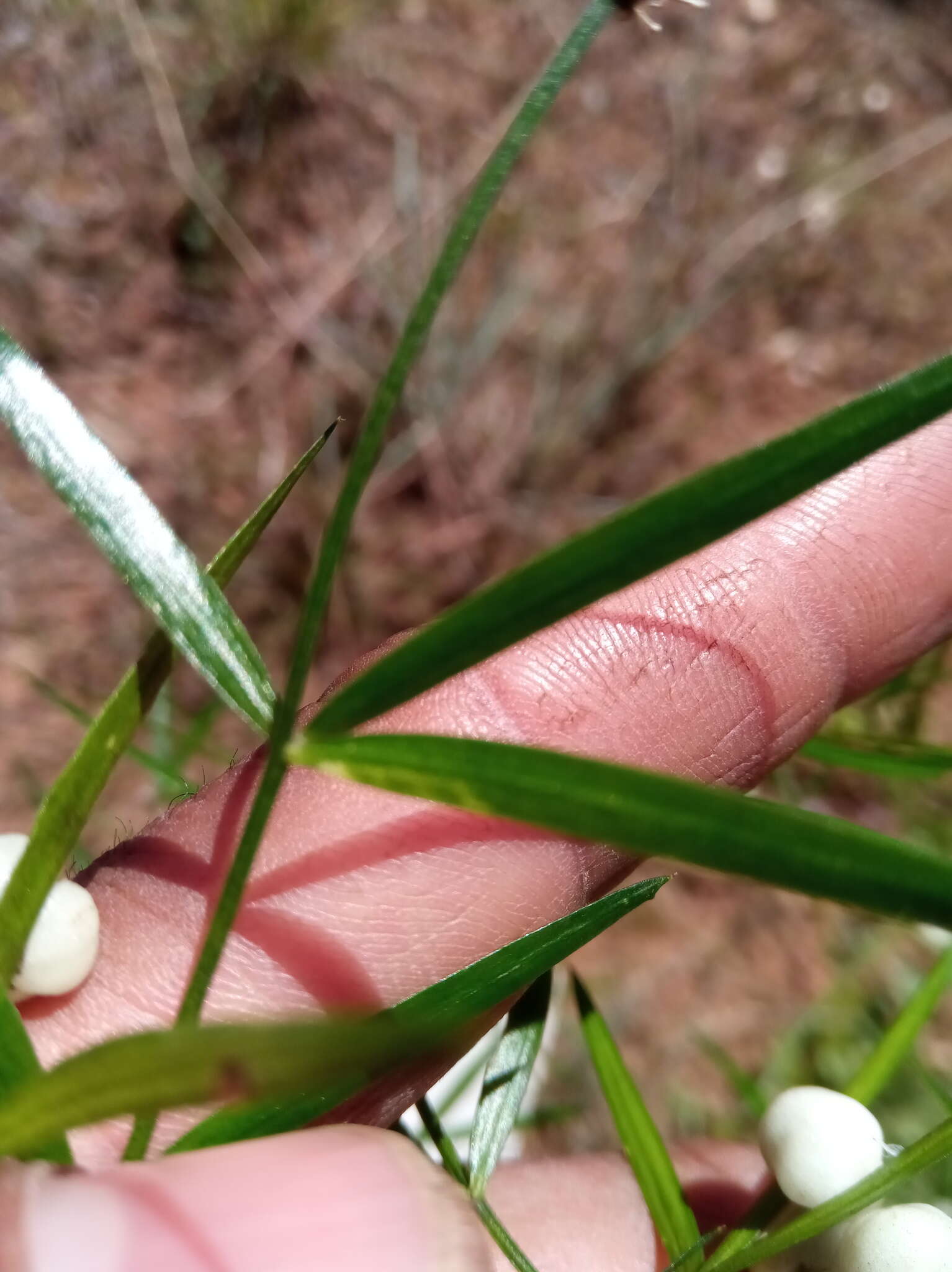 Image of Asparagus simulans Baker