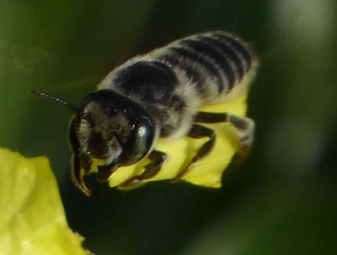 Megachile brevis Say 1837 resmi