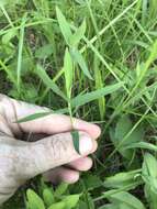 Image of bearded skeletongrass