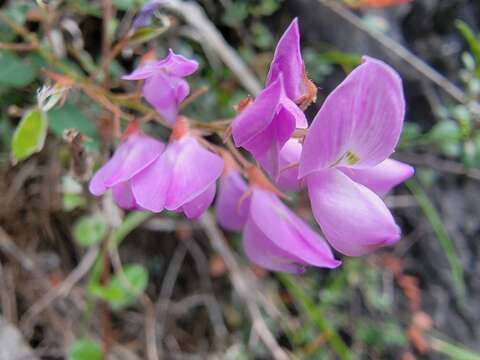 Image of Campylotropis macrocarpa (Bunge) Rehder