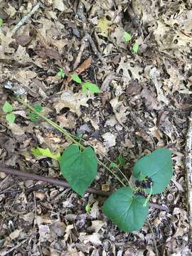 Image de Matelea carolinensis (Jacq.) R. E. Woodson