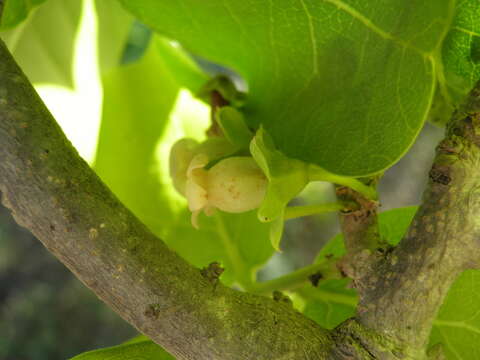 Слика од Diospyros californica (Brandegee) I. M. Johnst.