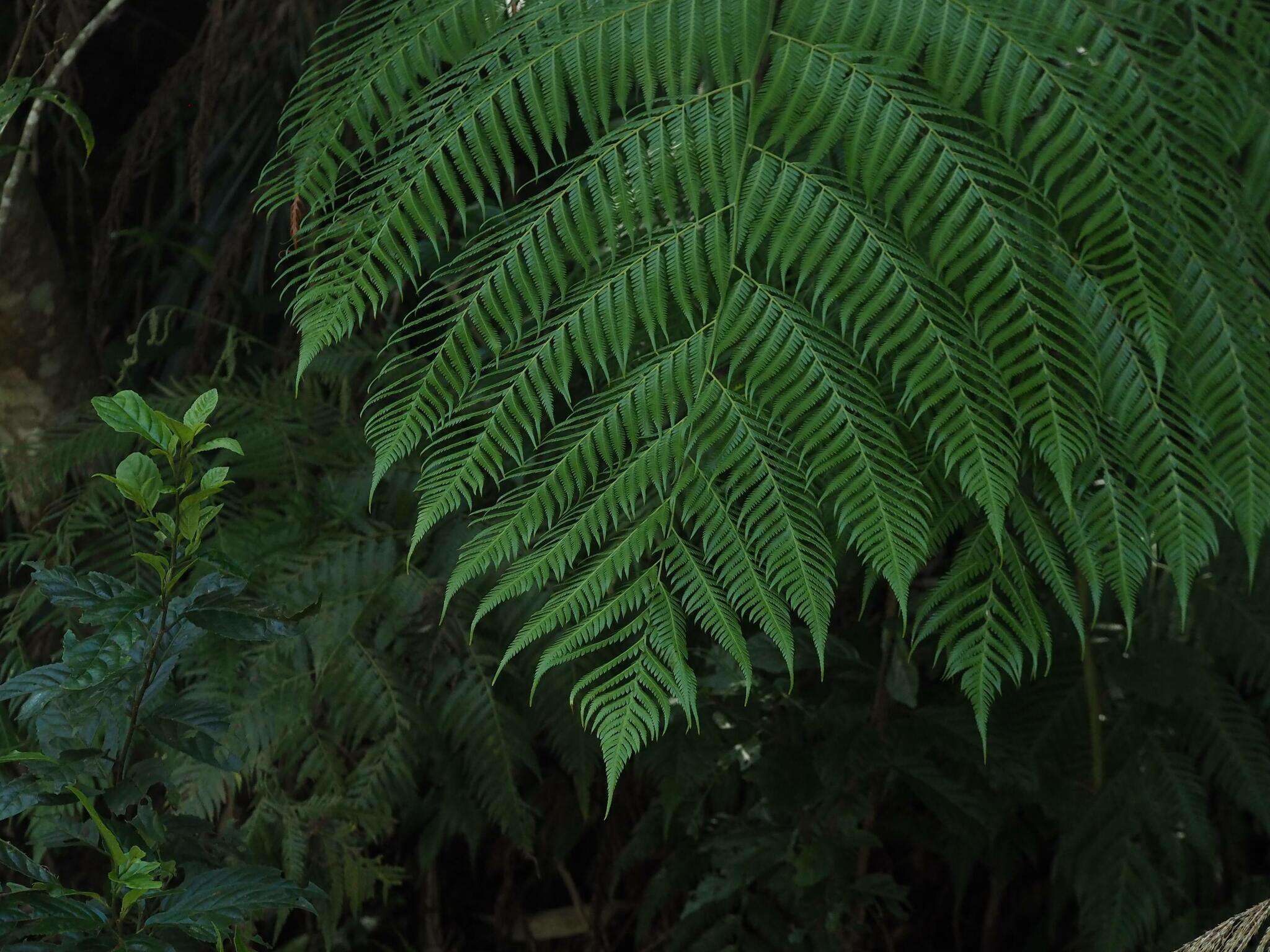 Image of Cibotium taiwanense C. M. Kuo