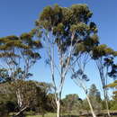 Image of Eucalyptus falcata Turcz.