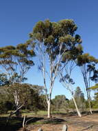 Image of Eucalyptus falcata Turcz.