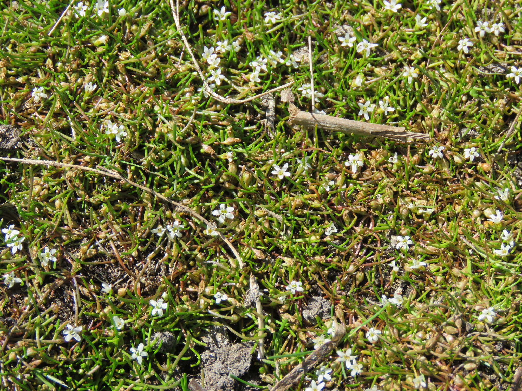 Image of Welsh mudwort