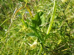 Image of Cyprus-vetch