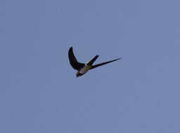 Image of Alpine swift