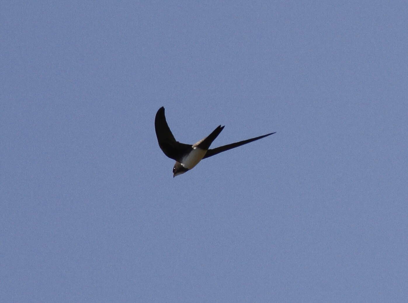 Image of Alpine swift