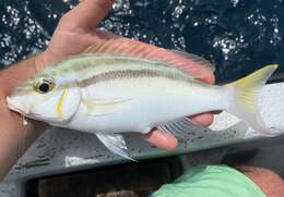 Image of Bald-spot monocle bream