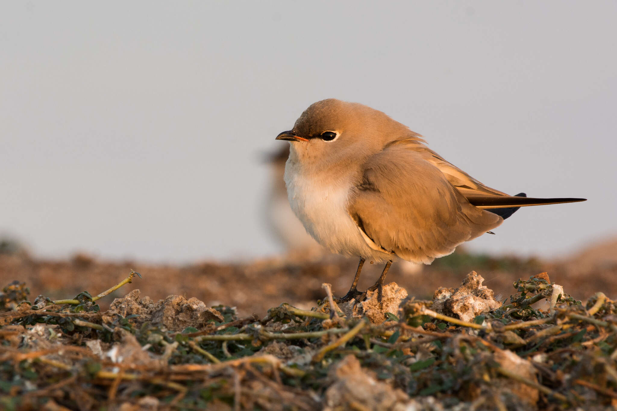 Image of Little Pratincole