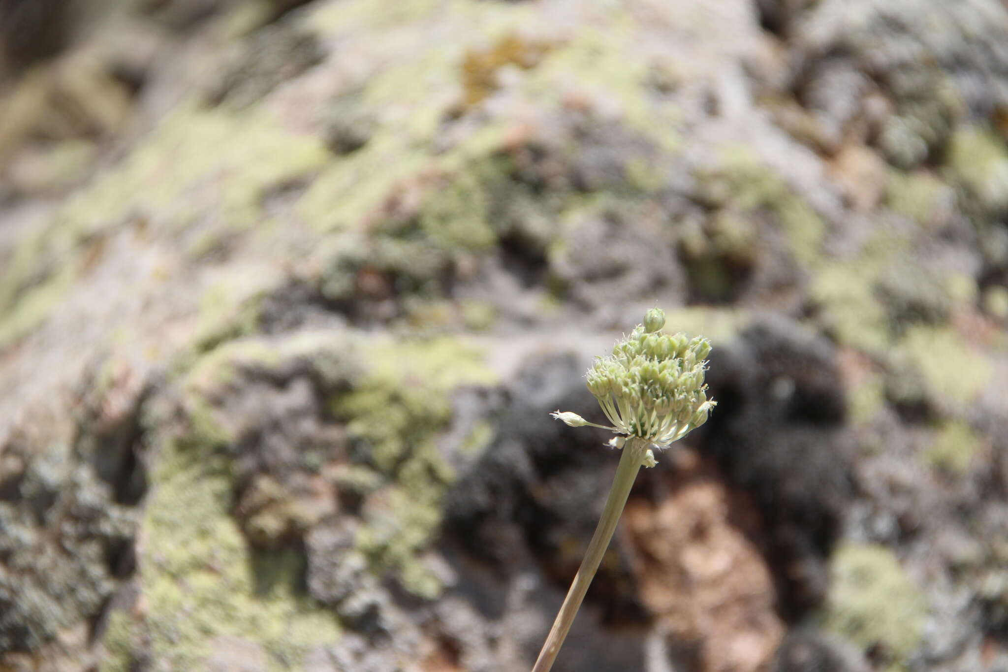 Image of Allium dictyoprasum C. A. Mey. ex Kunth