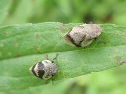 Sivun Lepyronia coleoptrata (Linné 1758) kuva