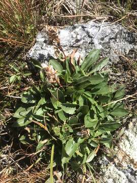 Image of Cutler's alpine goldenrod