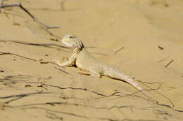 Image of Secret toadhead agama