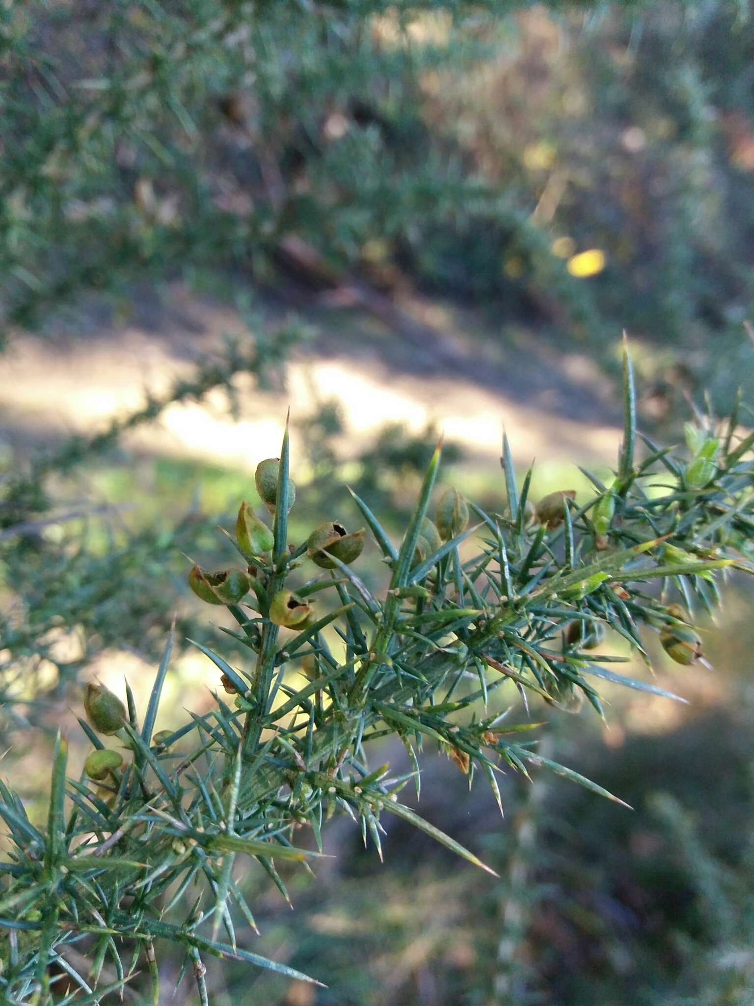 Image of Ulex parviflorus subsp. jussiaei (Webb) D. A. Webb