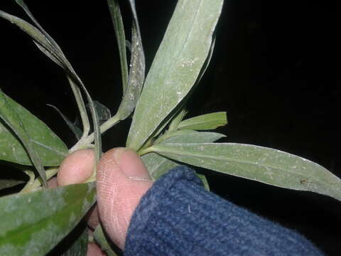 Image of long-leaved pimelea