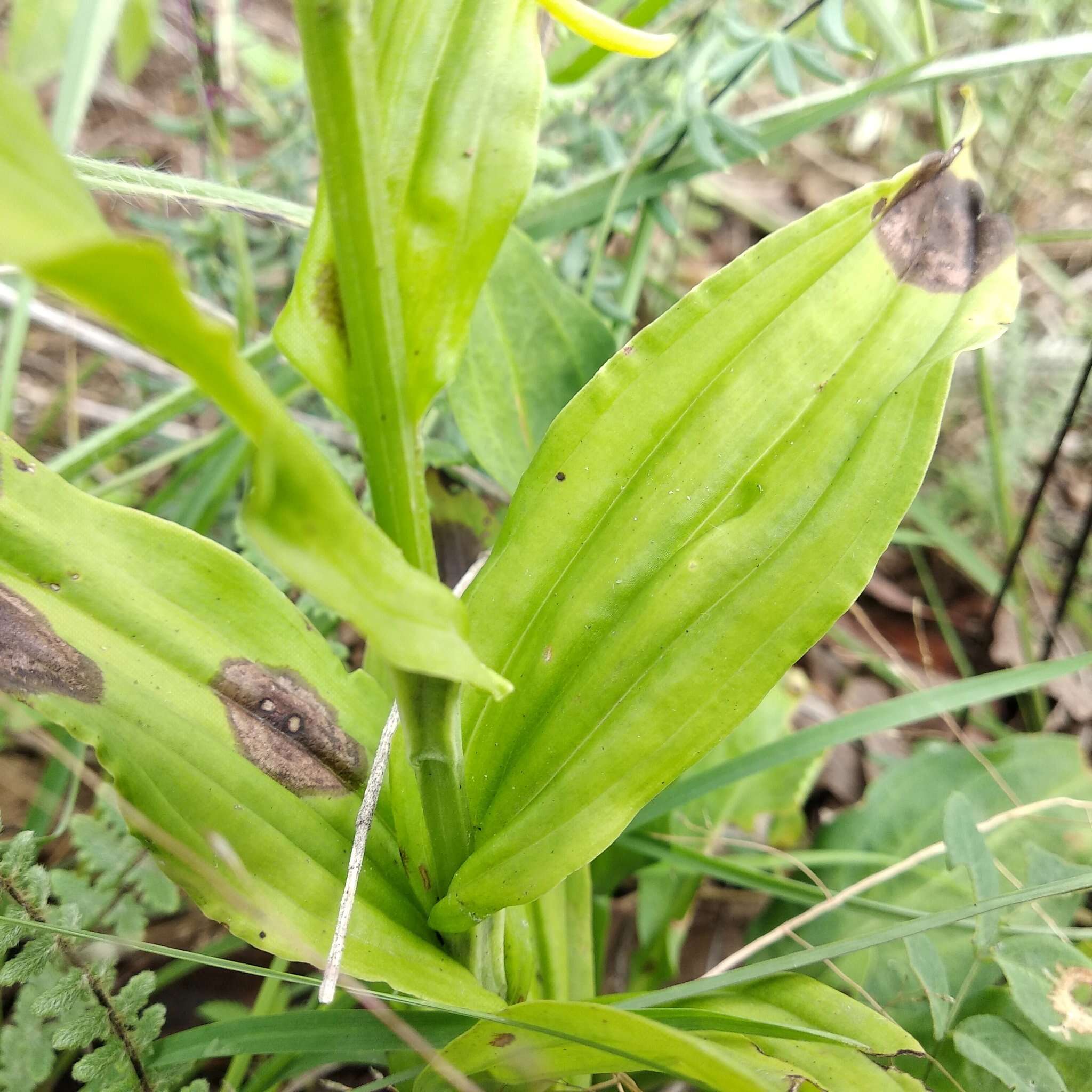 Habenaria novemfida Lindl. resmi