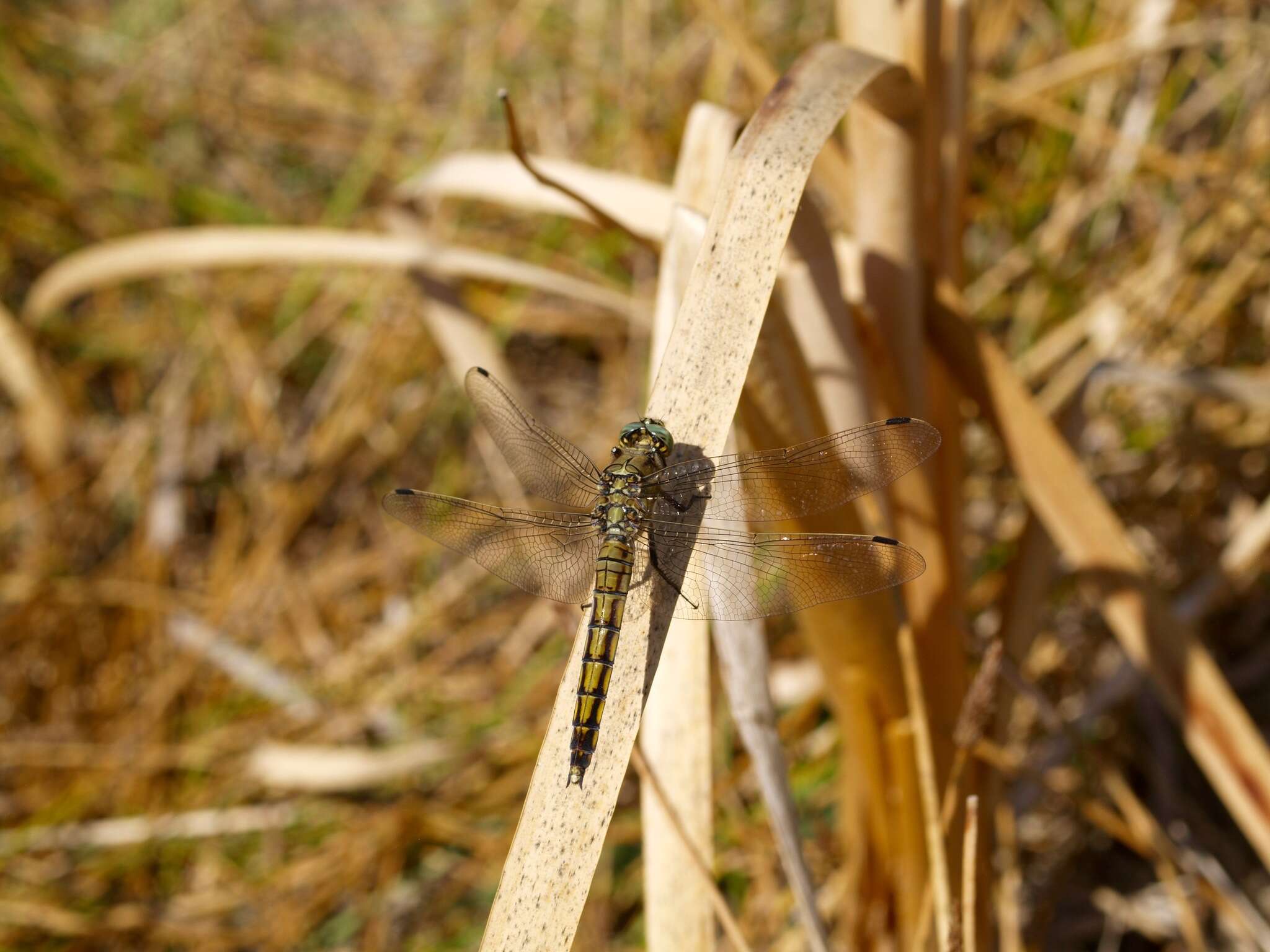 Image of Black-tailed Skimmer